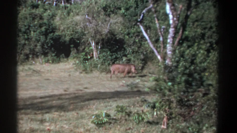 1969 Kenya 8mm frame showing a small wild animal moving along dense shrubs beside an open grassy clearing.