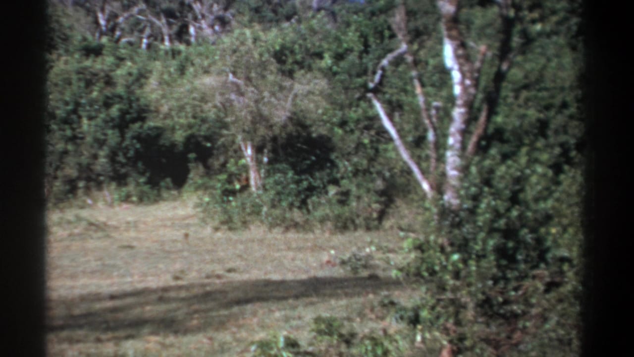 1969 Kenya 8mm frame of an open clearing and dense green vegetation after the animal moves partly out of sight.