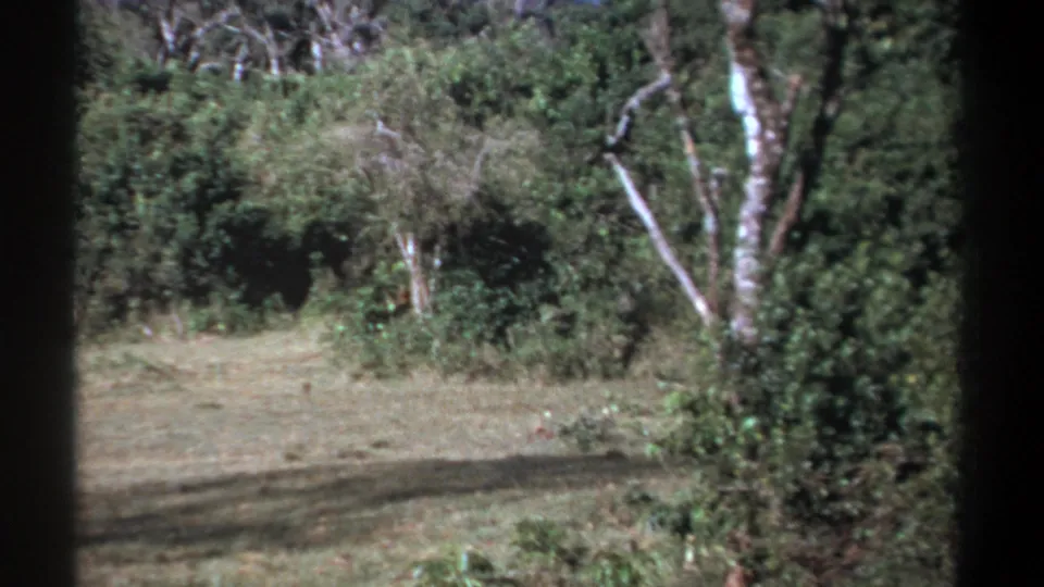 1969 Kenya 8mm frame of an open clearing and dense green vegetation after the animal moves partly out of sight.