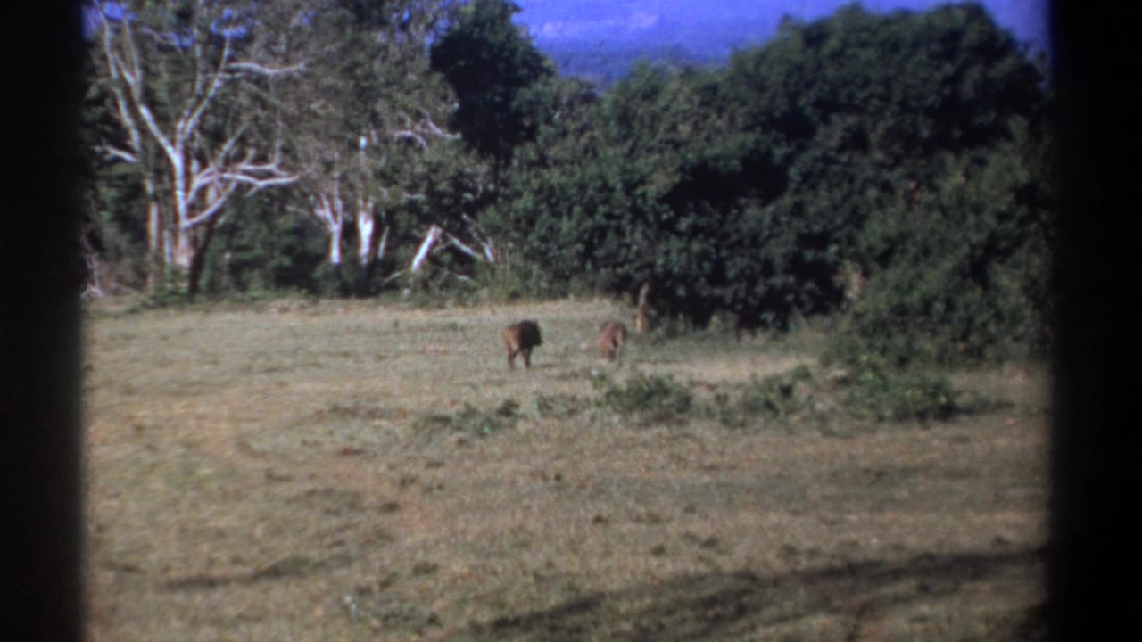 1969 Kenya 8mm frame with two distant animals in a grassy clearing bordered by thick vegetation and pale trees.