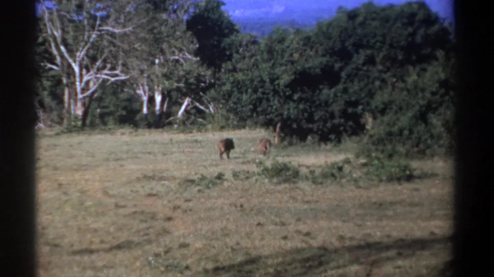 1969 Kenya 8mm frame with two distant animals in a grassy clearing bordered by thick vegetation and pale trees.