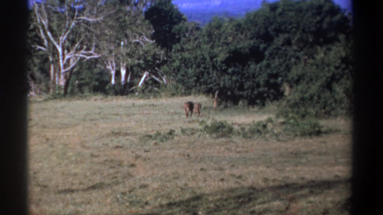 1969 Kenya 8mm frame showing two distant animals in an open grassy area backed by dense shrubs and trees.