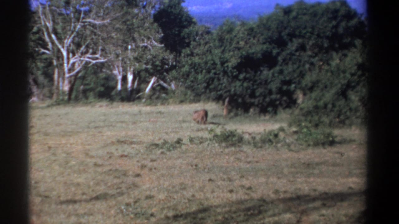 Kenya 1969 8mm frame showing a warthog in sunlit grassland bordered by trees, seen through dark film edges.
