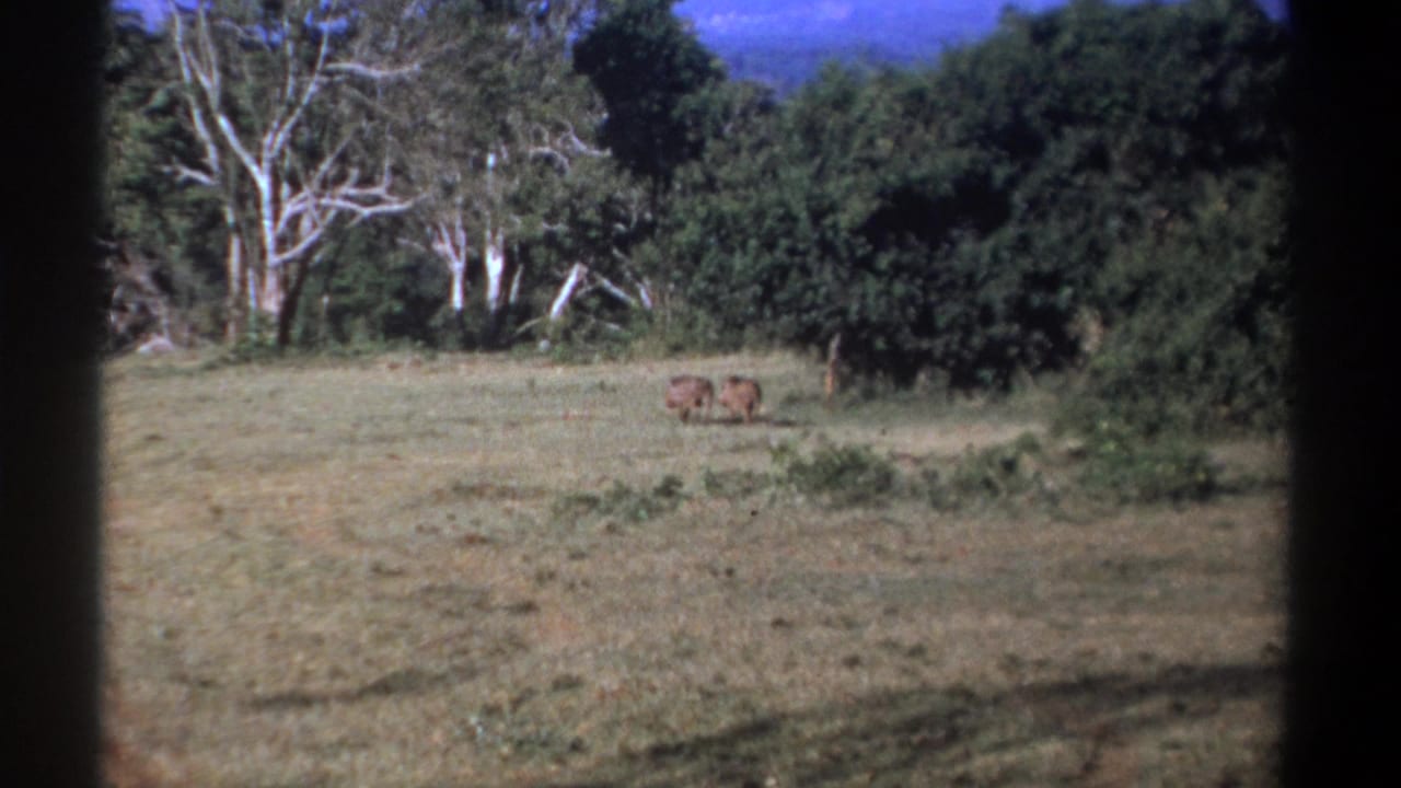 Kenya 1969 home-movie frame with two warthogs crossing an open grassy habitat near a wooded edge.