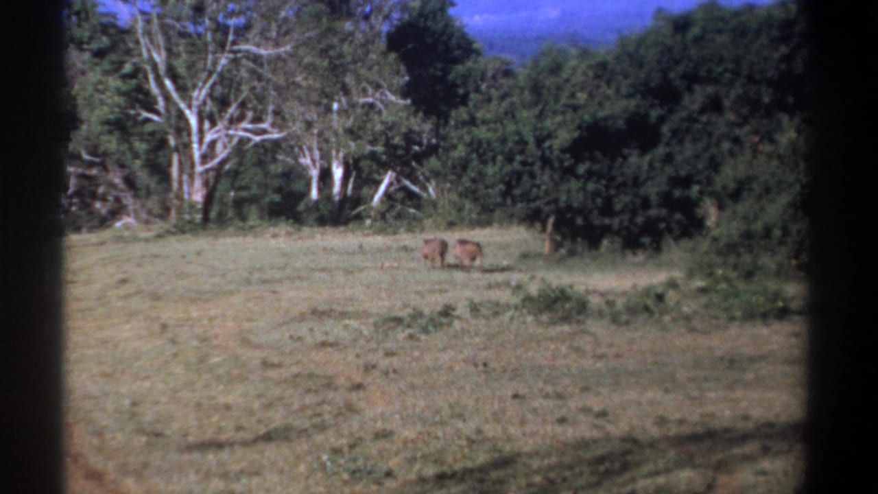 Kenya 1969 8mm frame showing two warthogs in a sunlit clearing, with dense trees and visible film-gate shadowing.
