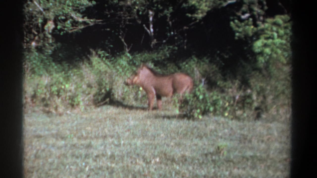 Kenya 1969 home-movie frame of a warthog standing in profile beside dense brush and grassland.