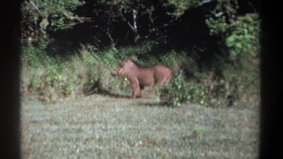 Kenya 1969 home-movie frame of a warthog standing in profile beside dense brush and grassland.
