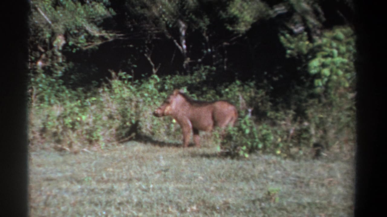 1969 Kenya 8mm frame showing a warthog standing alert near a shaded shrub line in a grassy clearing.