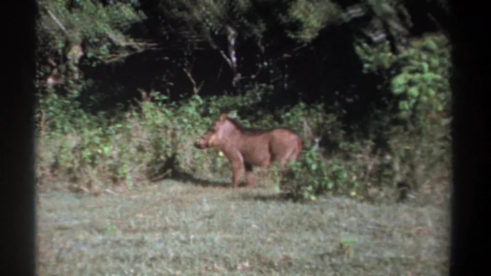1969 Kenya 8mm frame showing a warthog standing alert near a shaded shrub line in a grassy clearing.