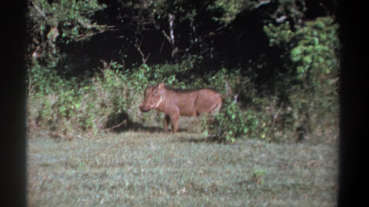 Warthog seen side-on near brush at the edge of a clearing.