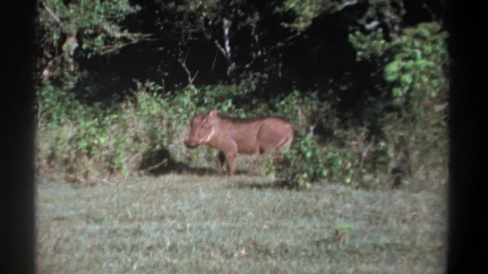 1969 Kenya 8mm frame with a side view of a warthog standing close to green foliage and shaded trees.