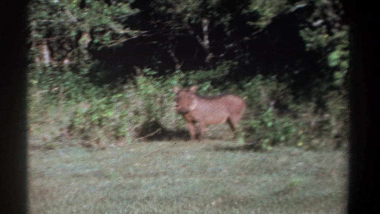 1969 Kenya 8mm frame showing the warthog angled toward the camera with dense vegetation behind it.