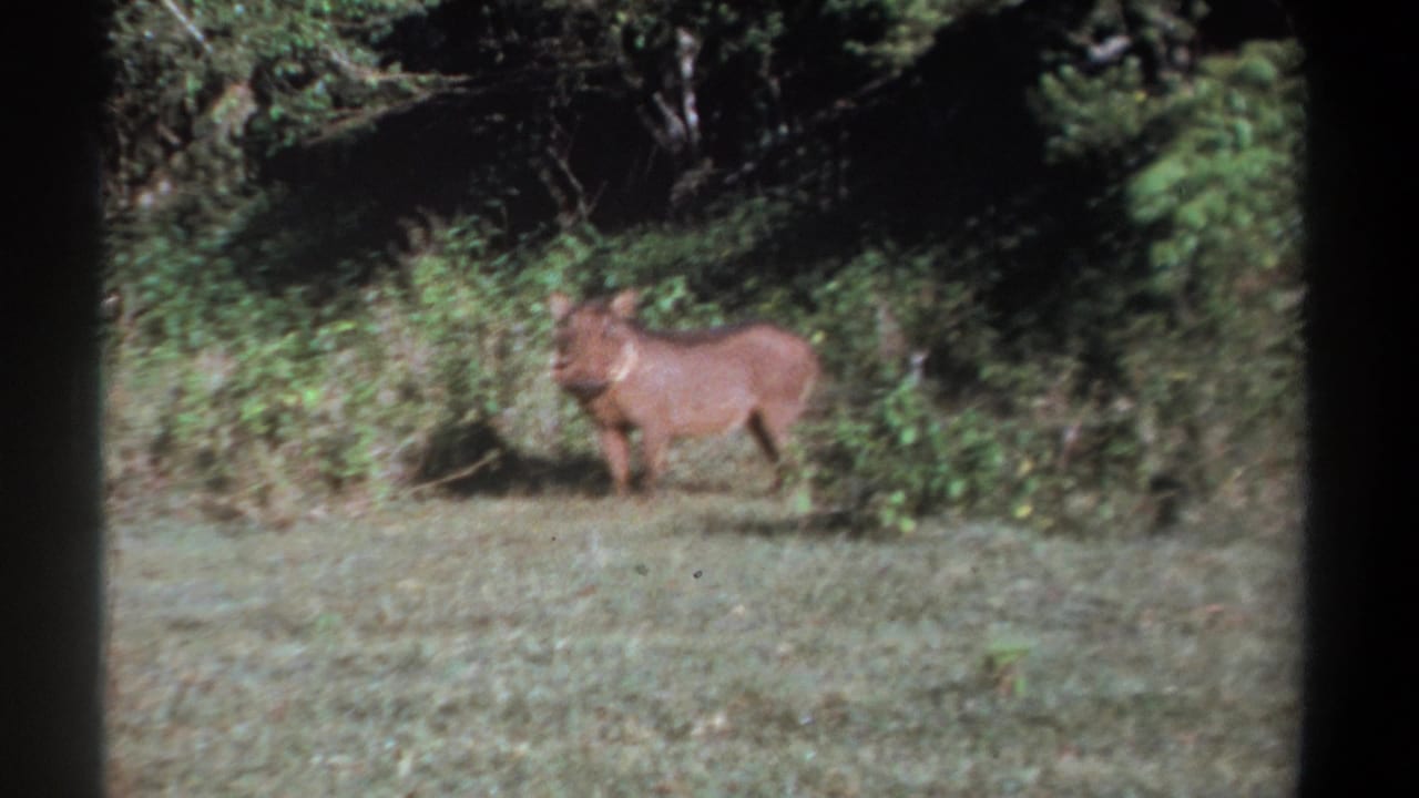 1969 Kenya 8mm frame showing a warthog standing alert near leafy brush in a shaded natural setting.