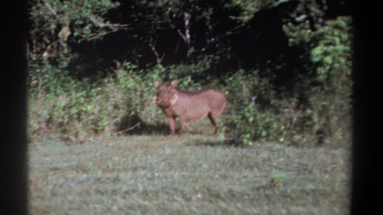 1969 Kenya 8mm frame of a brown warthog standing at the edge of bush, facing slightly toward the camera in daylight.