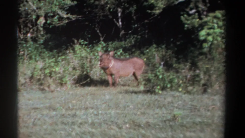 1969 Kenya 8mm frame of a brown warthog standing at the edge of bush, facing slightly toward the camera in daylight.