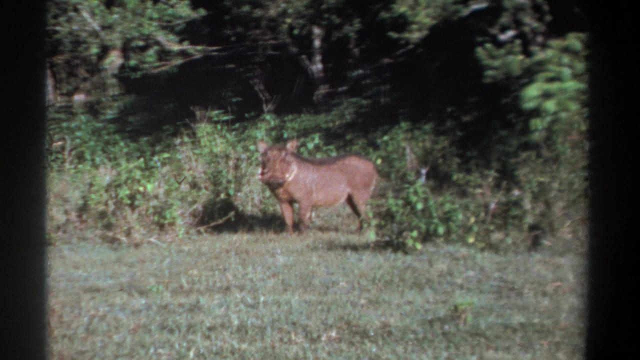 Vintage 8mm Kenya safari frame showing the warthog alert near low vegetation, with black film borders visible.