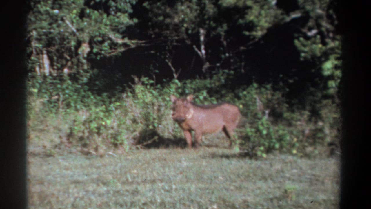 1969 Kenya home-movie still of a side-on warthog in a grassy clearing, backed by dense green foliage.