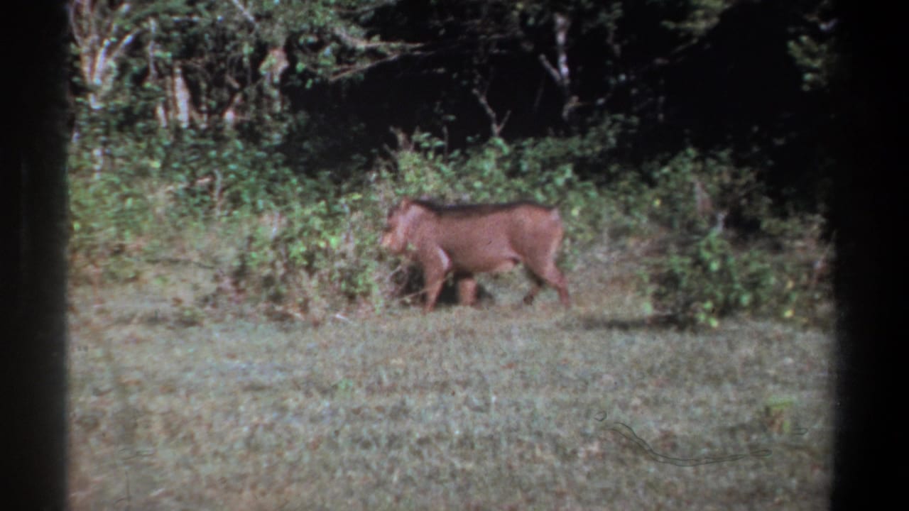 Kenya 1969 8mm frame of the warthog moving along the edge of dense bush, with visible grain and frame borders.