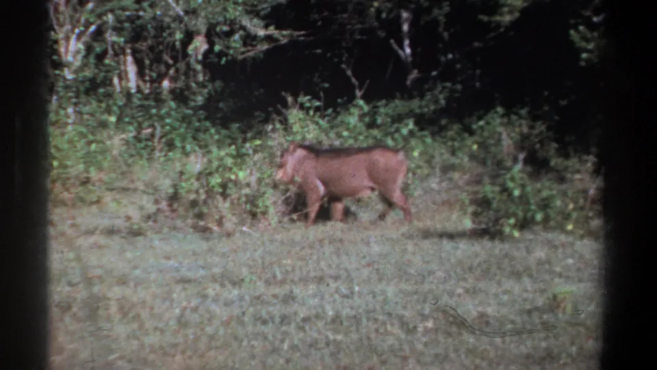 Kenya 1969 8mm frame of the warthog moving along the edge of dense bush, with visible grain and frame borders.