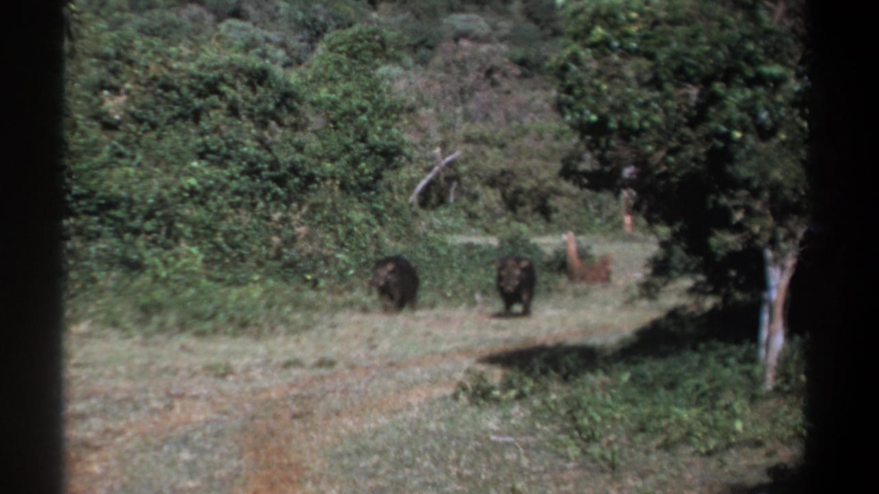 Two dark hog-like animals stand alert in a green woodland clearing in Kenya archival footage from 1969.