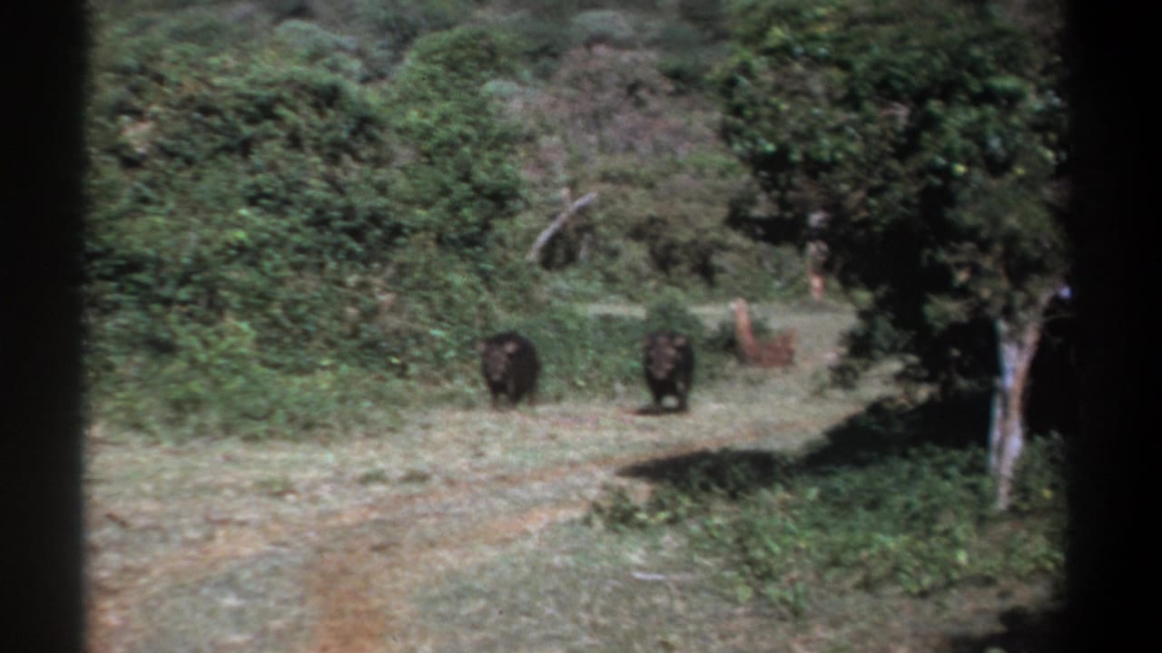 Two hog-like animals stand in a wooded Kenyan clearing, with dense vegetation and a tree at the right edge.