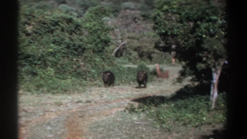 Two hog-like animals stand in a wooded Kenyan clearing, with dense vegetation and a tree at the right edge.