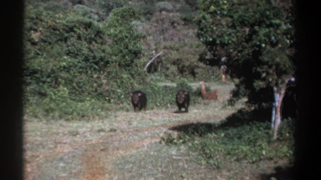 A wooded Kenya scene shows two dark hog-like animals in the clearing and a lighter animal shape deeper in the brush.