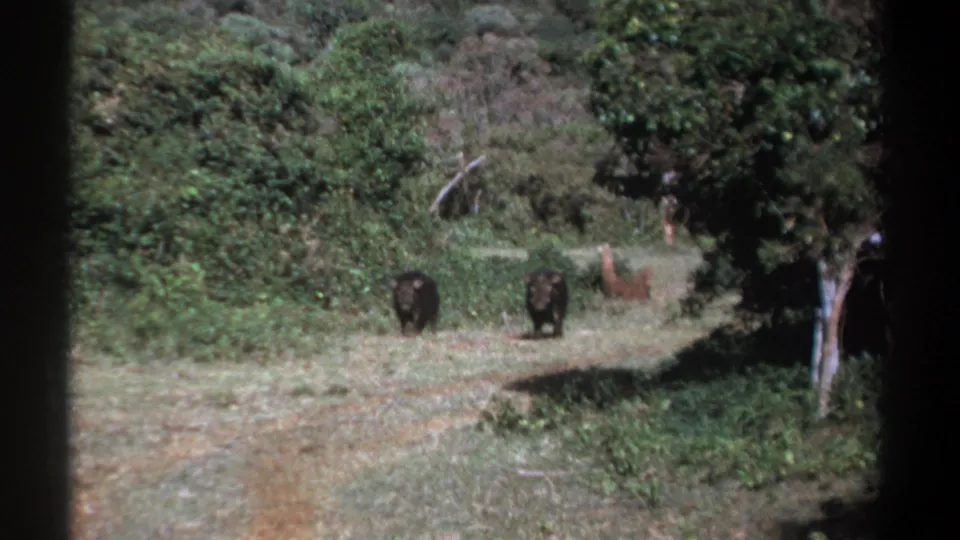 A wooded Kenya scene shows two dark hog-like animals in the clearing and a lighter animal shape deeper in the brush.