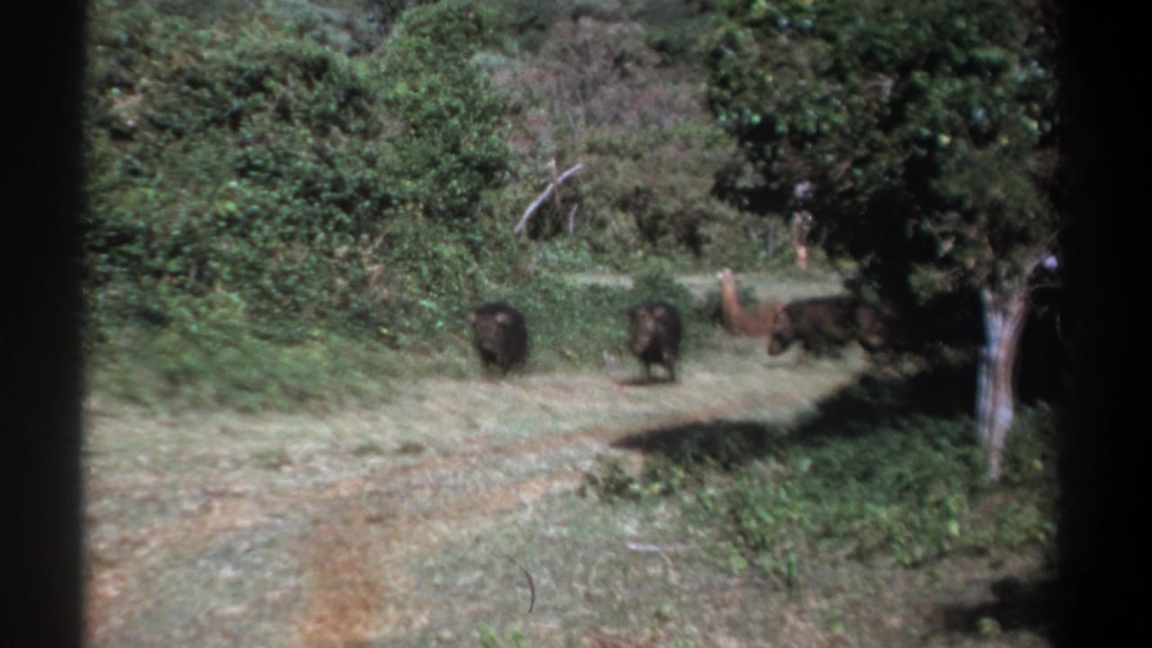 A third hog-like animal walks in from the right toward two others in a green Kenyan woodland clearing.