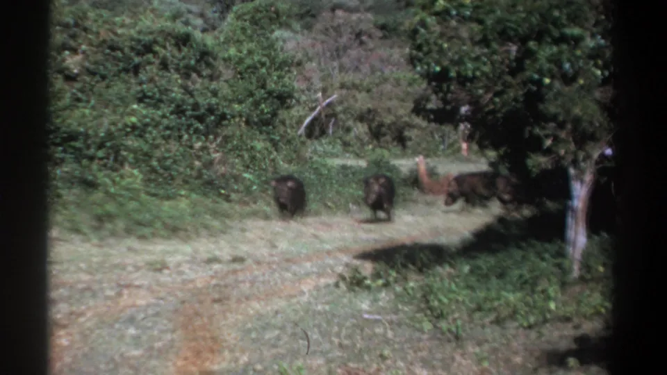 A third hog-like animal walks in from the right toward two others in a green Kenyan woodland clearing.