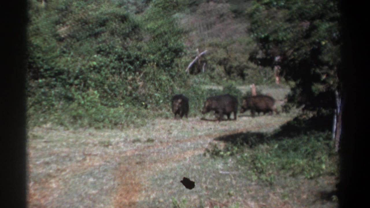 1969 Kenya 8mm frame showing three dark boars moving through a grassy clearing beside dense shrubs and trees.