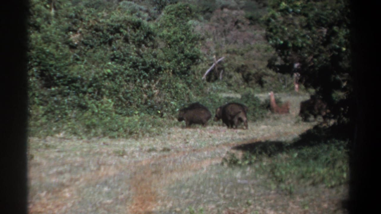 Two boars continue along the edge of a clearing near dense green brush.