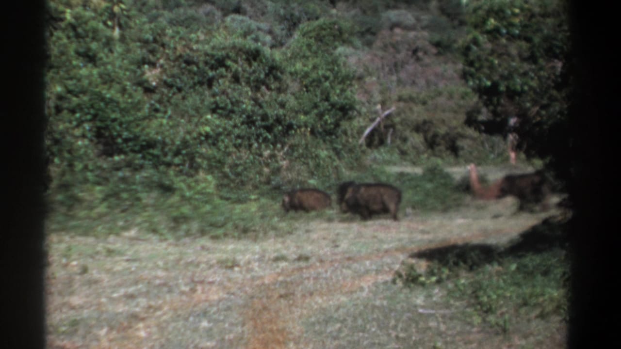 1969 Kenya home-movie frame showing two boars near dense shrubs, with dry grass and woodland behind them.