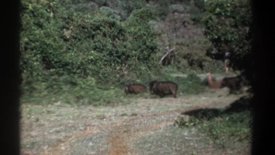 1969 Kenya home-movie frame showing two boars near dense shrubs, with dry grass and woodland behind them.