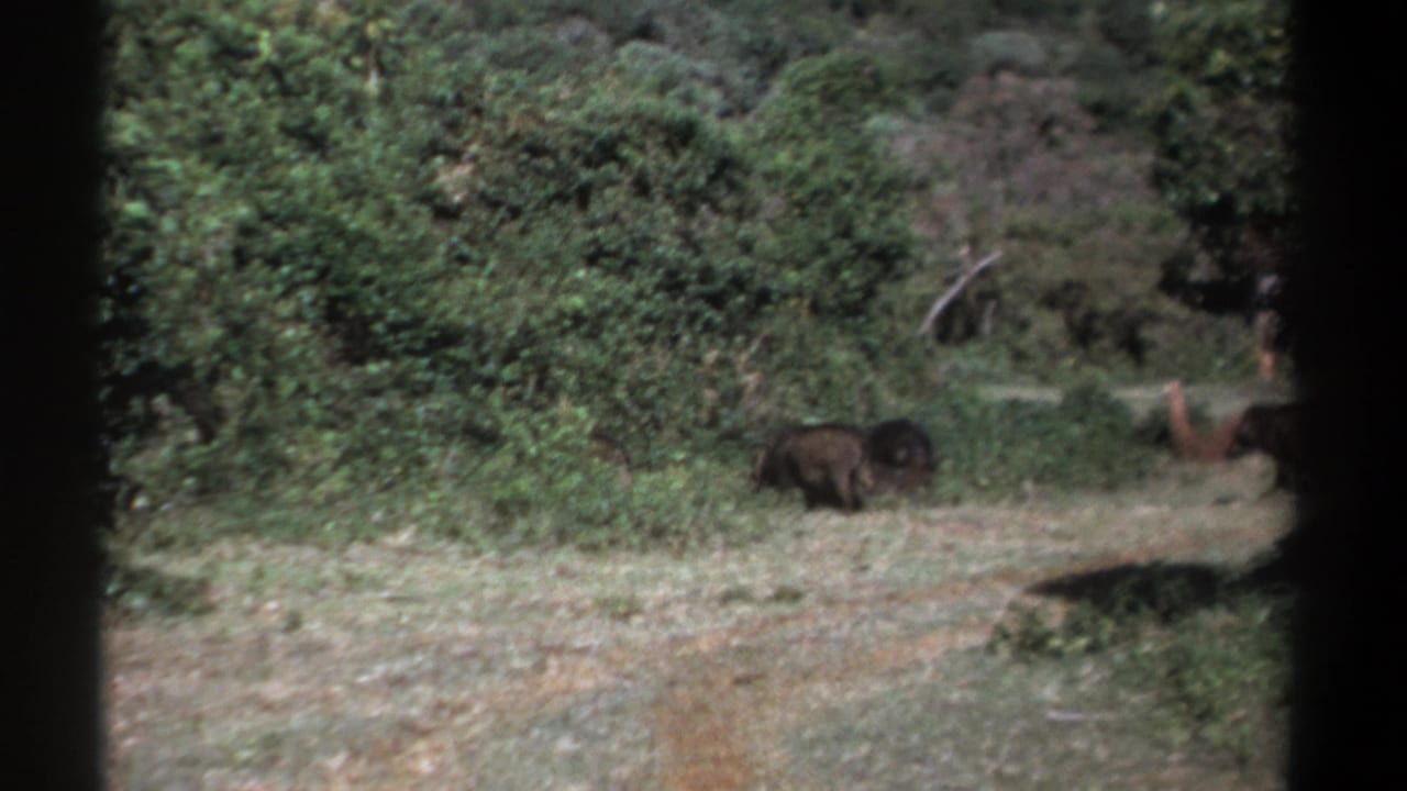 1969 Kenya 8mm frame showing a single dark boar near the brush at the edge of a sunlit woodland clearing.