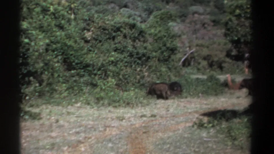 1969 Kenya 8mm frame showing a single dark boar near the brush at the edge of a sunlit woodland clearing.