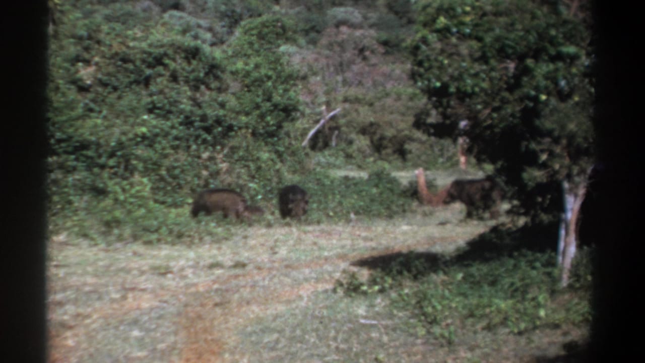 1969 Kenya 8mm frame showing dark wild boar-like animals partly hidden in shrubs beside a sunlit dirt path.