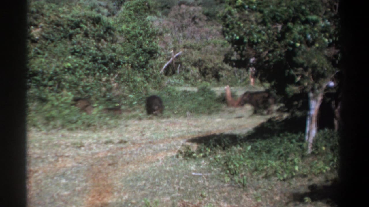 1969 Kenya 8mm frame with multiple wild boar-like animals scattered through dense greenery and partial tree shade.