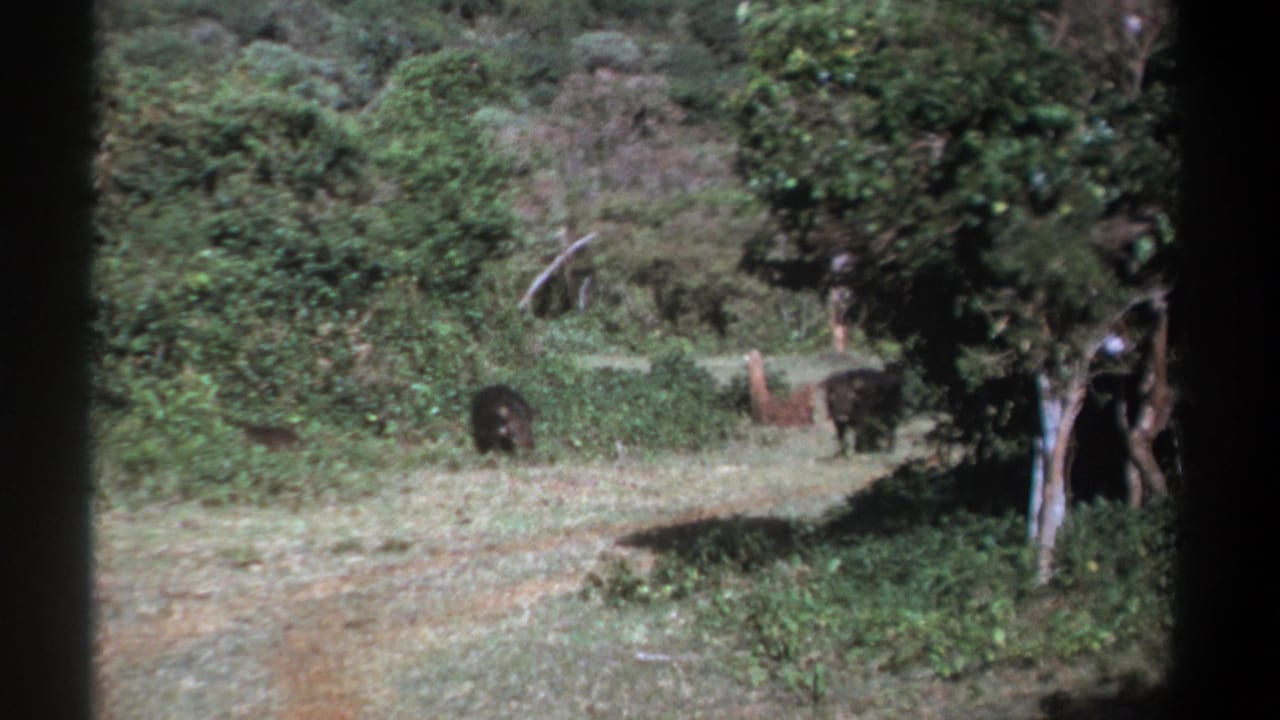 1969 Kenya 8mm frame showing a dark wild boar-like animal in the foreground grass with others deeper in the brush.