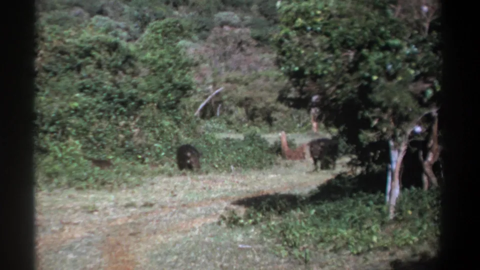 1969 Kenya 8mm frame showing a dark wild boar-like animal in the foreground grass with others deeper in the brush.