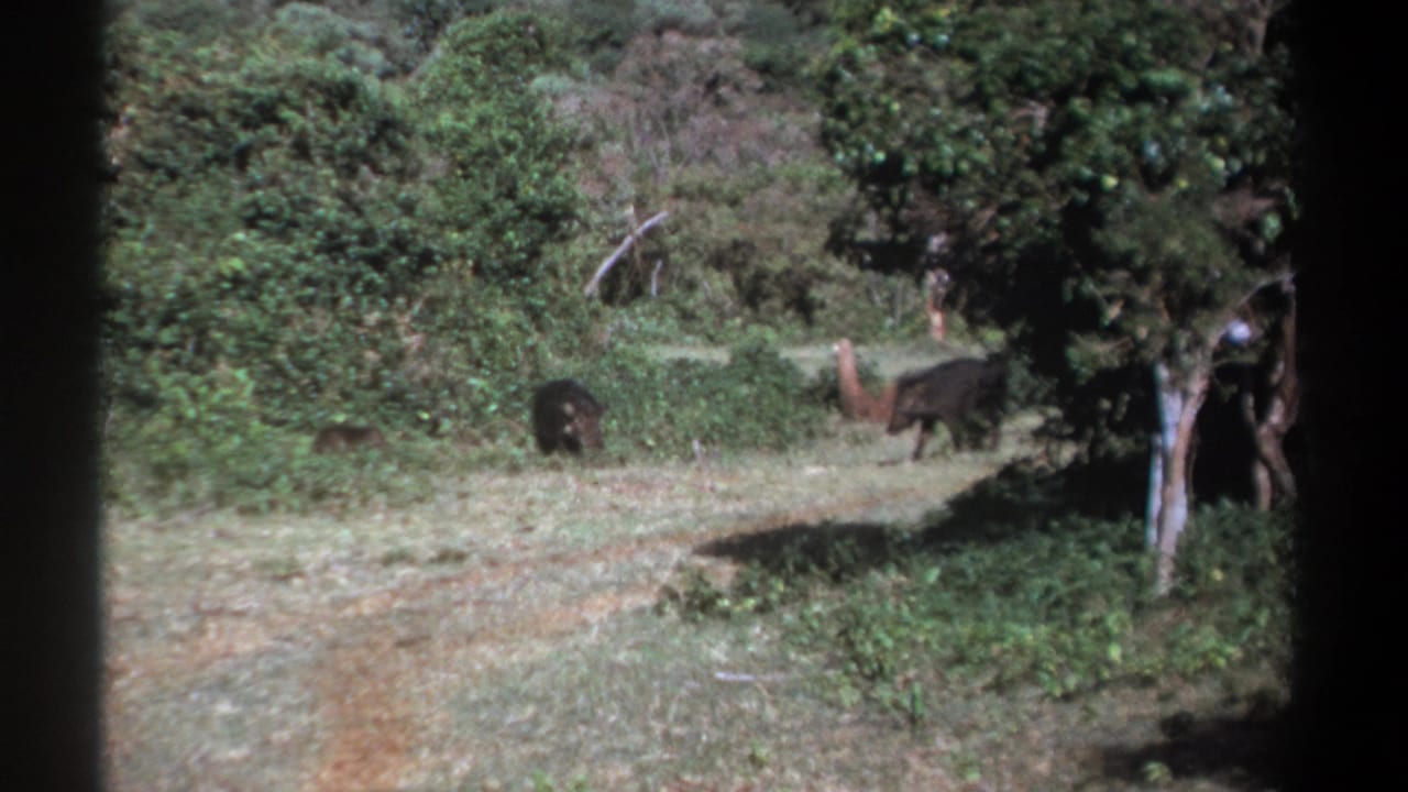 1969 Kenya 8mm frame with several wild boar-like animals crossing a brushy clearing near trees and a pale dirt track.