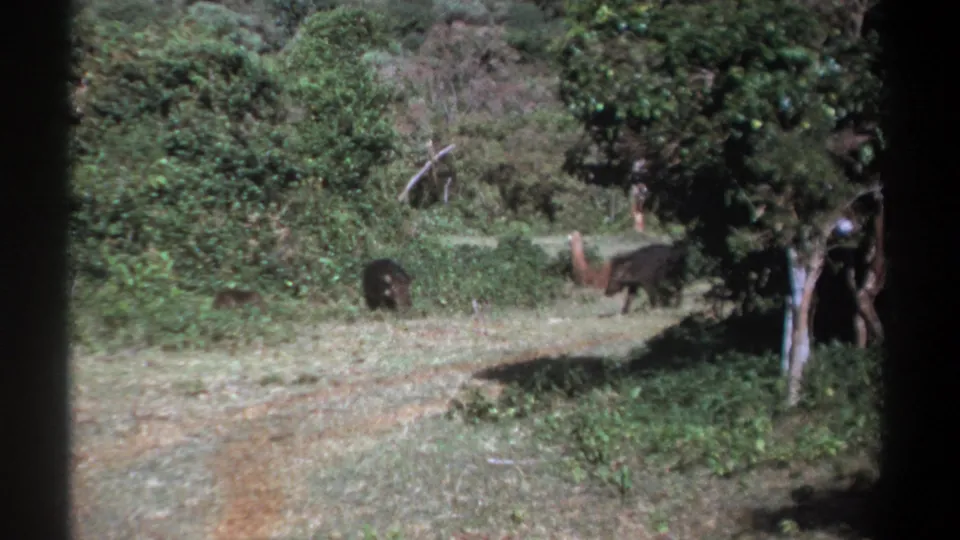 1969 Kenya 8mm frame with several wild boar-like animals crossing a brushy clearing near trees and a pale dirt track.