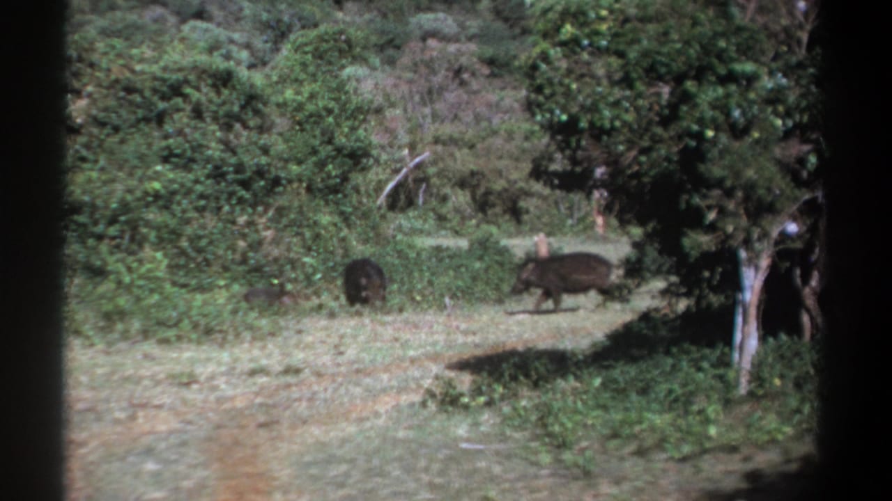 Kenya 1969 8mm frame of wild boars or warthog-like animals crossing a woodland path in daylight.