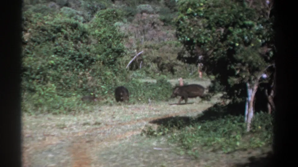 Kenya 1969 8mm frame of wild boars or warthog-like animals crossing a woodland path in daylight.