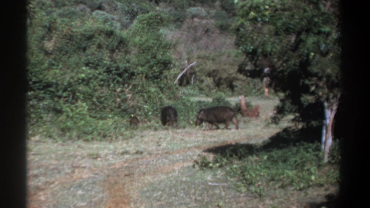 A larger dark boar and smaller animals pass near shrubs on a grassy path.