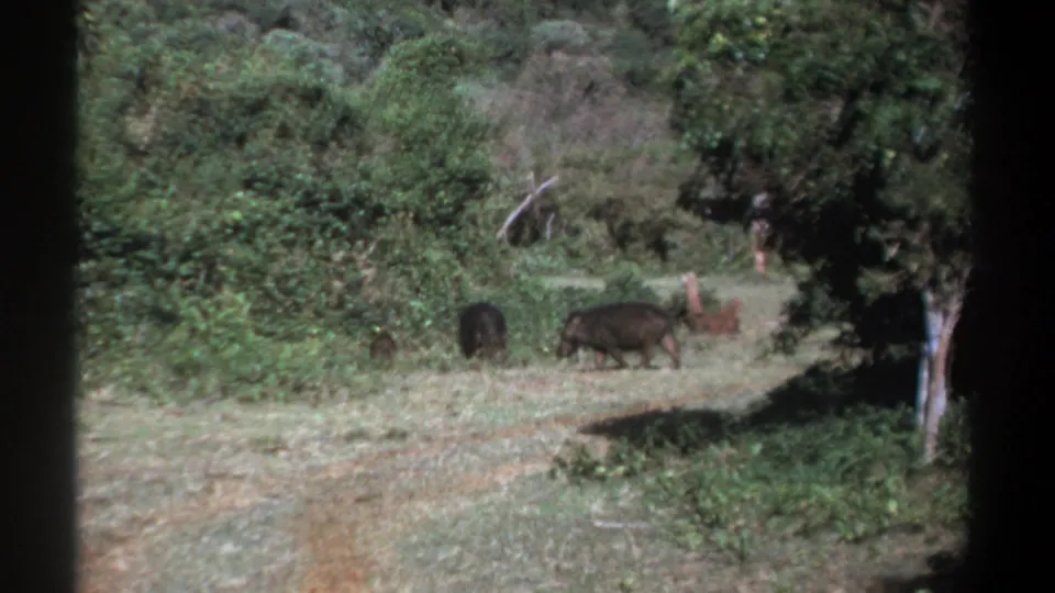 Kenya 1969 home-movie frame showing a boar family moving across a green woodland path.