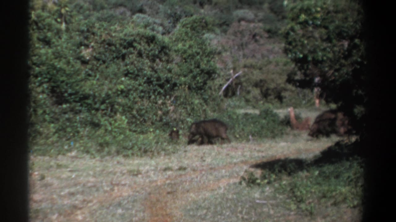 Faded 8mm Kenya wildlife frame with boars or warthog-like animals low on a woodland path.