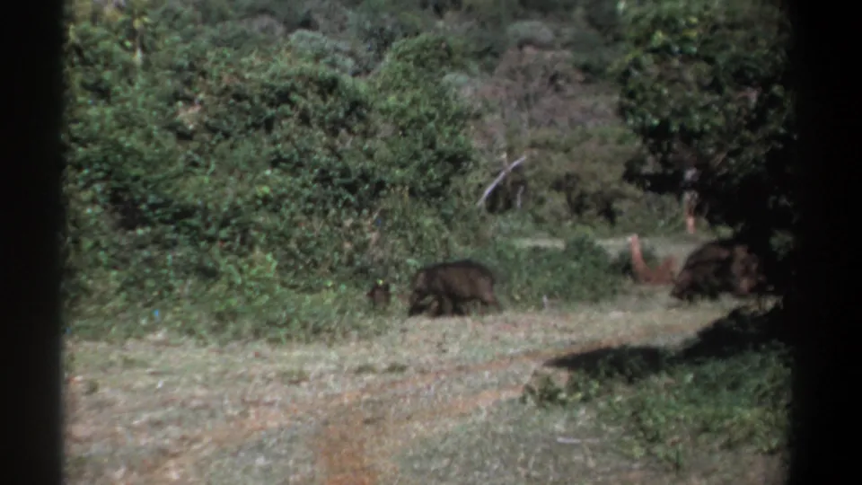 Faded 8mm Kenya wildlife frame with boars or warthog-like animals low on a woodland path.