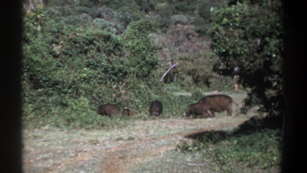 Kenya 1969 8mm frame of several wild boars gathered near brush at the edge of a path.