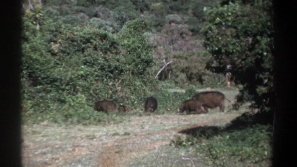 Kenya 1969 8mm frame of several wild boars gathered near brush at the edge of a path.